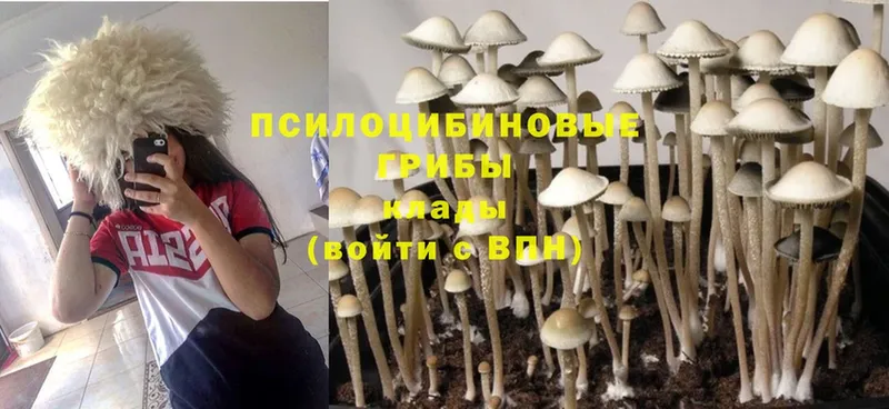 Псилоцибиновые грибы Cubensis  Клинцы 